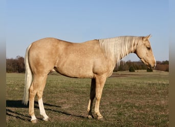 American Quarter Horse, Ruin, 4 Jaar, 147 cm, Palomino