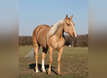 American Quarter Horse, Ruin, 4 Jaar, 147 cm, Palomino