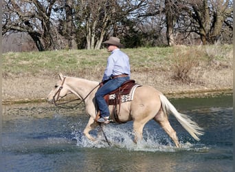 American Quarter Horse, Ruin, 4 Jaar, 147 cm, Palomino