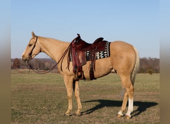 American Quarter Horse, Ruin, 4 Jaar, 147 cm, Palomino