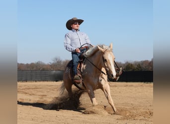 American Quarter Horse, Ruin, 4 Jaar, 147 cm, Palomino