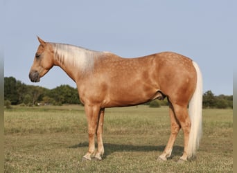 American Quarter Horse, Ruin, 4 Jaar, 147 cm, Palomino