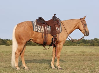 American Quarter Horse, Ruin, 4 Jaar, 147 cm, Palomino