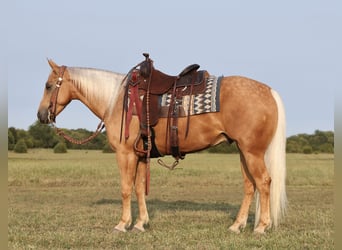 American Quarter Horse, Ruin, 4 Jaar, 147 cm, Palomino