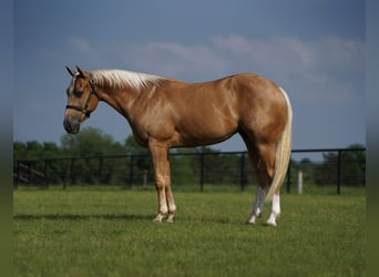 American Quarter Horse, Ruin, 4 Jaar, 147 cm, Palomino