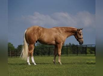 American Quarter Horse, Ruin, 4 Jaar, 147 cm, Palomino