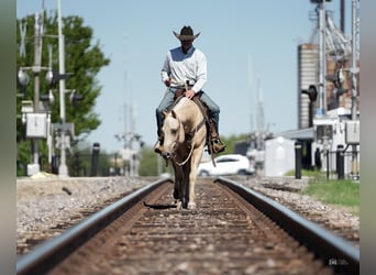 American Quarter Horse, Ruin, 4 Jaar, 147 cm, Palomino