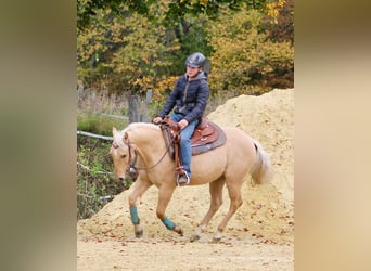 American Quarter Horse, Ruin, 4 Jaar, 147 cm, Palomino