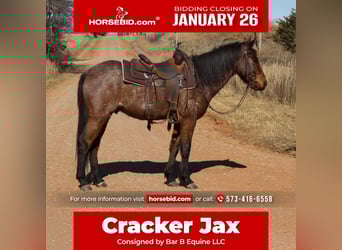 American Quarter Horse Mix, Ruin, 4 Jaar, 147 cm, Roan-Bay