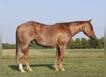 American Quarter Horse, Ruin, 4 Jaar, 147 cm, Roan-Red