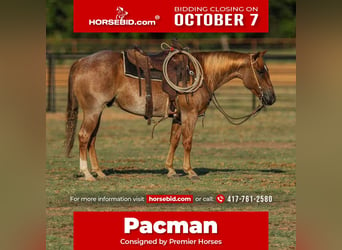 American Quarter Horse, Ruin, 4 Jaar, 147 cm, Roan-Red