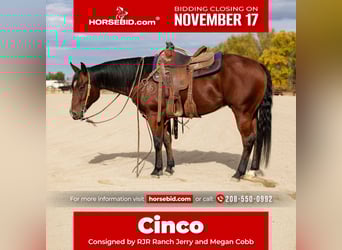 American Quarter Horse, Ruin, 4 Jaar, 147 cm, Roodbruin