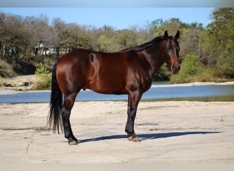 American Quarter Horse, Ruin, 4 Jaar, 147 cm, Roodbruin