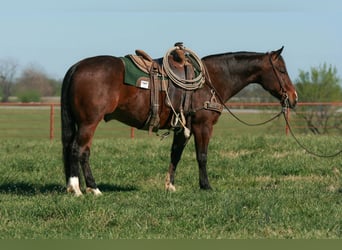 American Quarter Horse, Ruin, 4 Jaar, 147 cm, Roodbruin
