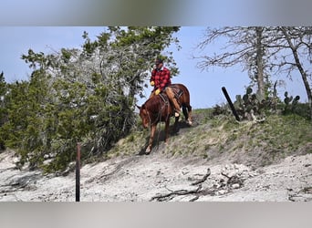 American Quarter Horse, Ruin, 4 Jaar, 147 cm, Roodvos