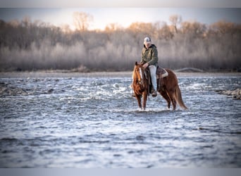 American Quarter Horse, Ruin, 4 Jaar, 147 cm, Roodvos