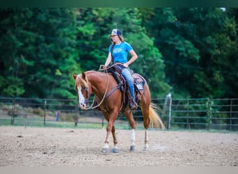 American Quarter Horse, Ruin, 4 Jaar, 147 cm, Roodvos