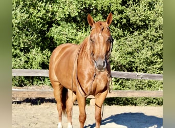 American Quarter Horse, Ruin, 4 Jaar, 147 cm, Roodvos