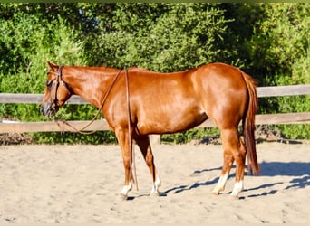 American Quarter Horse, Ruin, 4 Jaar, 147 cm, Roodvos