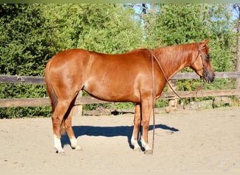 American Quarter Horse, Ruin, 4 Jaar, 147 cm, Roodvos