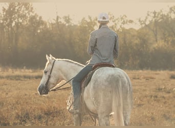 American Quarter Horse, Ruin, 4 Jaar, 147 cm, Schimmel