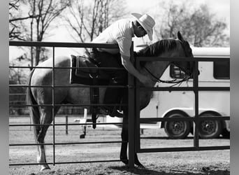 American Quarter Horse, Ruin, 4 Jaar, 147 cm, Schimmel