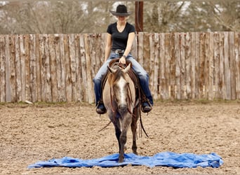 American Quarter Horse, Ruin, 4 Jaar, 147 cm, Schimmel