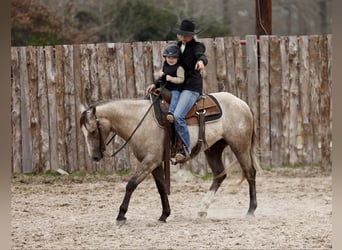 American Quarter Horse, Ruin, 4 Jaar, 147 cm, Schimmel