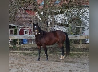 American Quarter Horse, Ruin, 4 Jaar, 148 cm, Donkerbruin