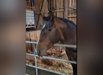 American Quarter Horse, Ruin, 4 Jaar, 148 cm, Donkerbruin