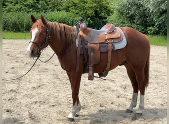 American Quarter Horse, Ruin, 4 Jaar, 148 cm, Vos