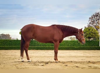 American Quarter Horse, Ruin, 4 Jaar, 148 cm, Vos