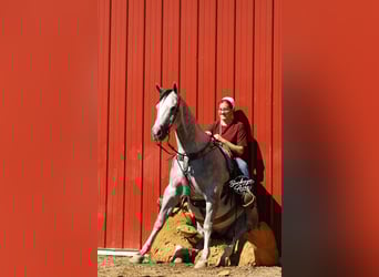 American Quarter Horse, Ruin, 4 Jaar, 150 cm, Appelschimmel