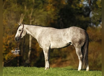 American Quarter Horse, Ruin, 4 Jaar, 150 cm, Appelschimmel