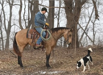 American Quarter Horse, Ruin, 4 Jaar, 150 cm, Buckskin