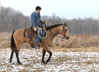 American Quarter Horse, Ruin, 4 Jaar, 150 cm, Buckskin