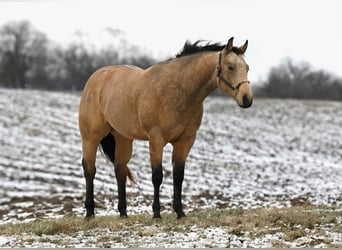 American Quarter Horse, Ruin, 4 Jaar, 150 cm, Buckskin