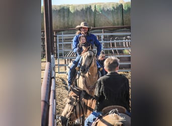 American Quarter Horse, Ruin, 4 Jaar, 150 cm, Buckskin