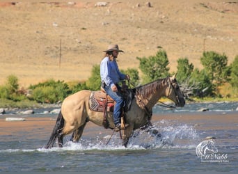 American Quarter Horse, Ruin, 4 Jaar, 150 cm, Buckskin