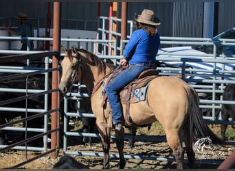 American Quarter Horse, Ruin, 4 Jaar, 150 cm, Buckskin