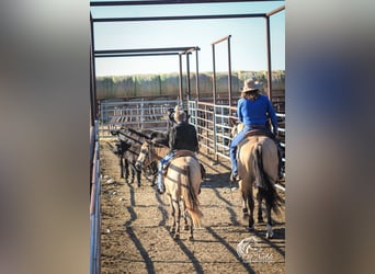 American Quarter Horse, Ruin, 4 Jaar, 150 cm, Buckskin