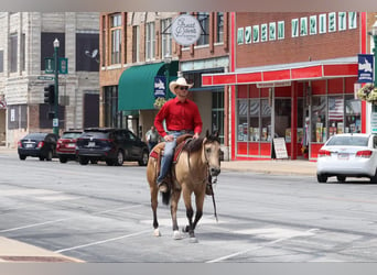 American Quarter Horse, Ruin, 4 Jaar, 150 cm, Buckskin