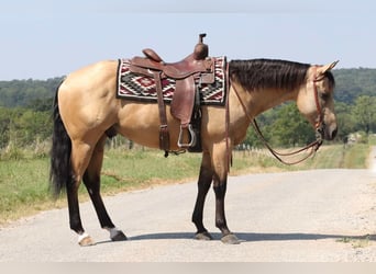 American Quarter Horse, Ruin, 4 Jaar, 150 cm, Buckskin