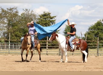 American Quarter Horse, Ruin, 4 Jaar, 150 cm, Buckskin