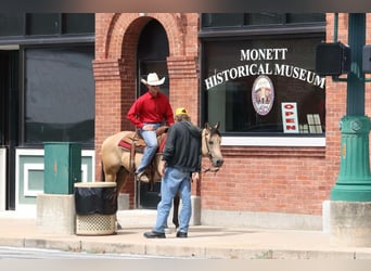 American Quarter Horse, Ruin, 4 Jaar, 150 cm, Buckskin