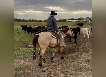 American Quarter Horse, Ruin, 4 Jaar, 150 cm, Buckskin