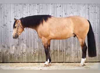 American Quarter Horse, Ruin, 4 Jaar, 150 cm, Buckskin