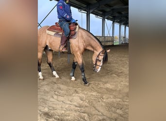 American Quarter Horse, Ruin, 4 Jaar, 150 cm, Buckskin