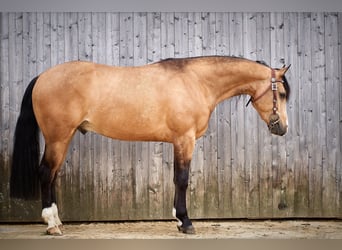 American Quarter Horse, Ruin, 4 Jaar, 150 cm, Buckskin