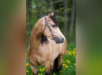 American Quarter Horse, Ruin, 4 Jaar, 150 cm, Buckskin